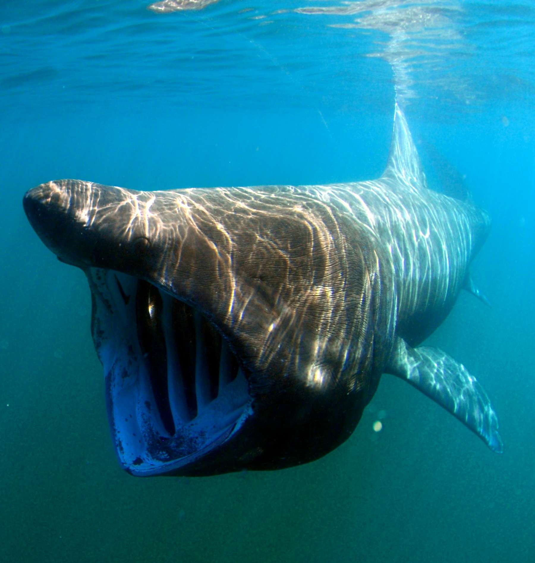 Wildlife on Arran Basking Shark
