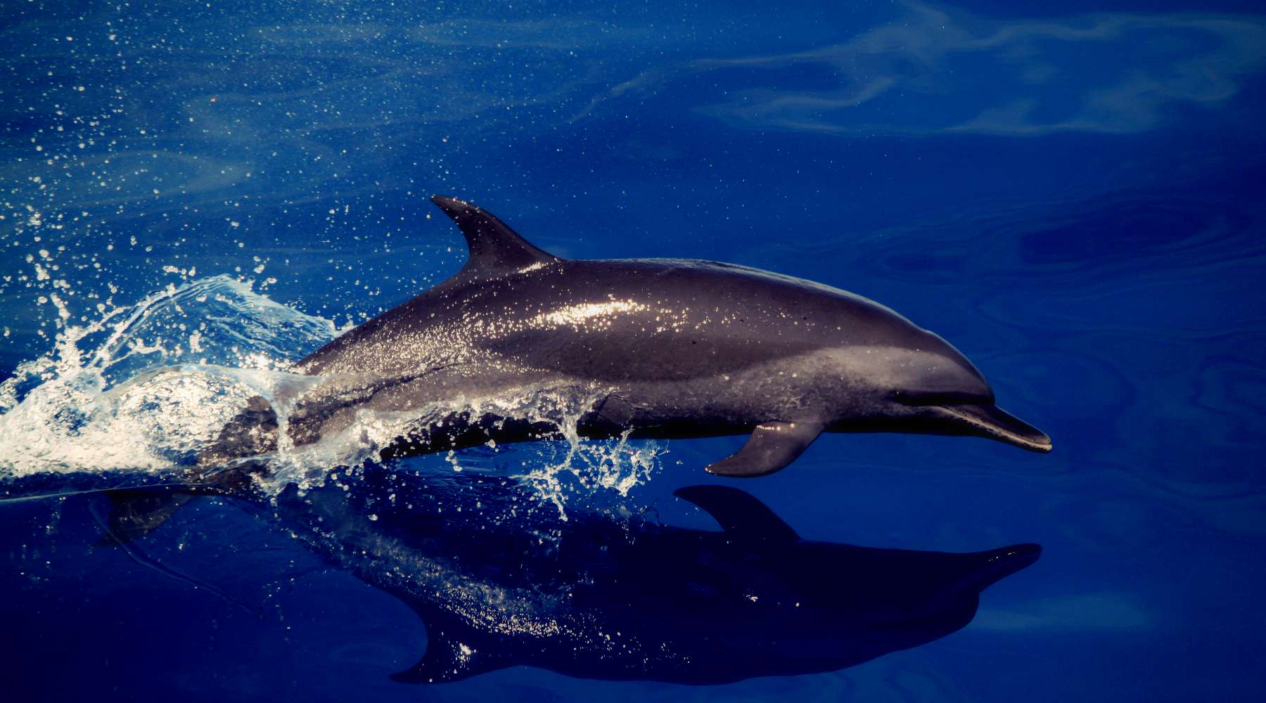 Wildlife on Arran Dolphin