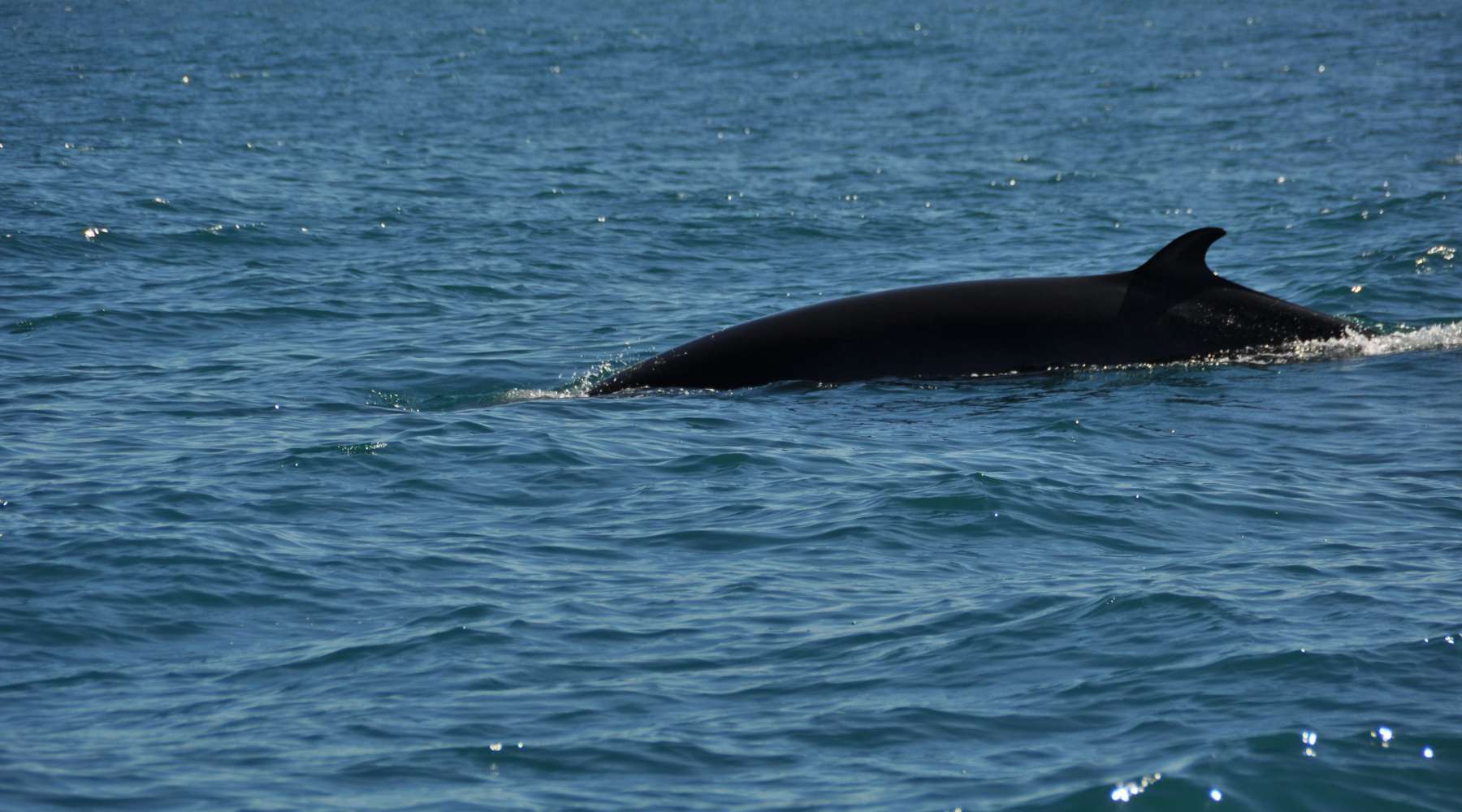 Wildlife on Arran Minke Whale