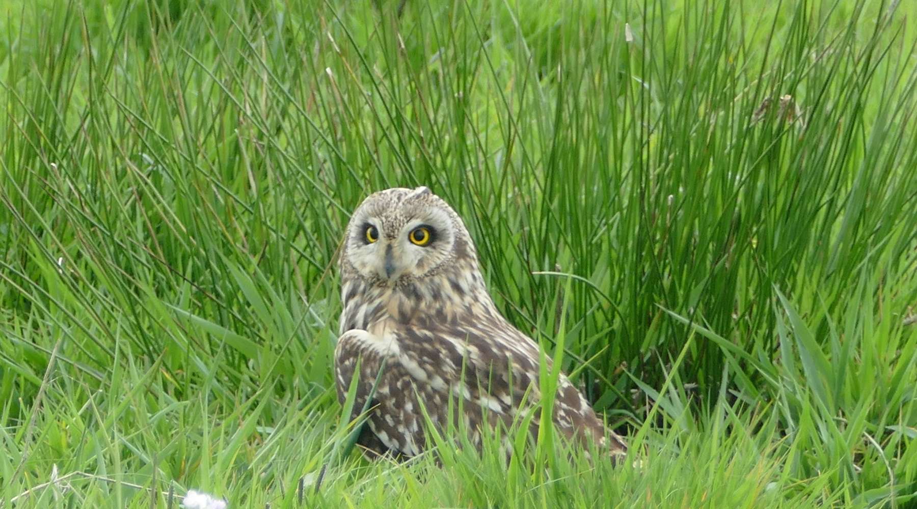 Wildlife on Arran Short Eared Owl